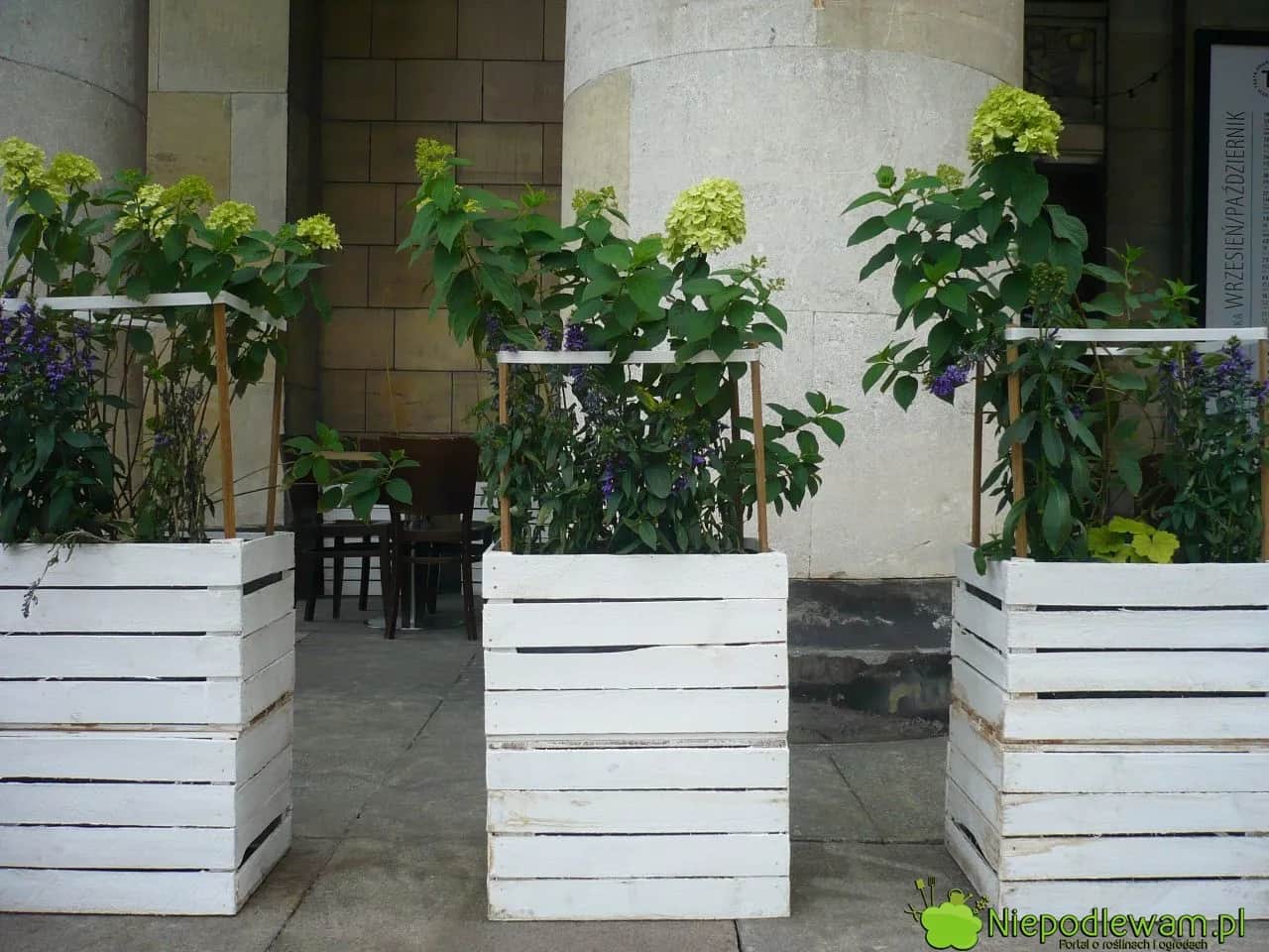 Kwietnik ze skrzynki po jabłkach: 5 kroków do pięknego balkonu