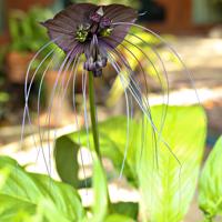 Krąpiel całolistna Tacca integrifolia